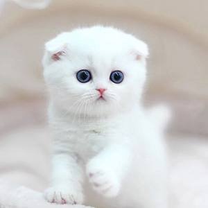 Integratore Multivitaminico Multifunzionale per Gatti e Cani Supporto Immunitario Naturale e Sollievo dalle Allergie per Cani 1