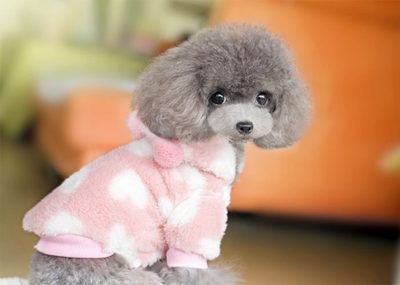 Integratore Multivitaminico Multifunzionale per Gatti e Cani Supporto Immunitario Naturale e Sollievo dalle Allergie per Cani 2