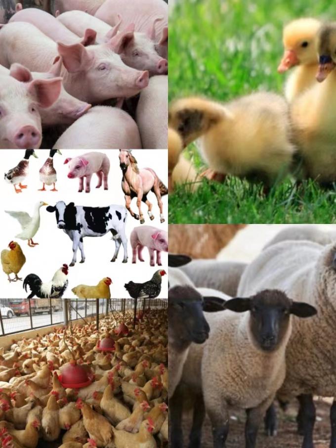 Additivi per mangimi a base di probiotici composti migliorati con coltura di B. natto Per bestiame e pollame 1